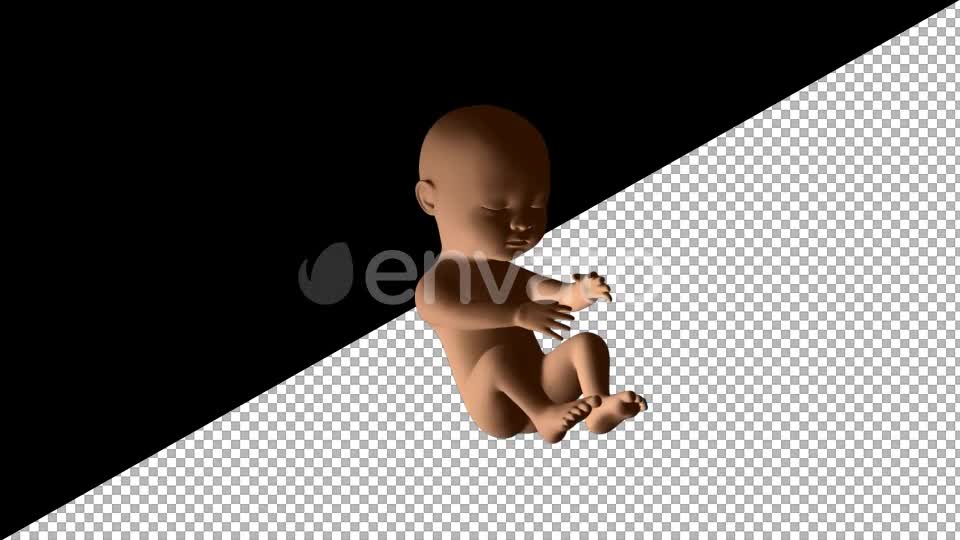 Baby Fetus - Download Videohive 21611940