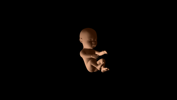 Baby Fetus - Download Videohive 21611940