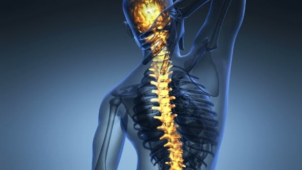 Backache In Back Bones - 18556700 Download Videohive