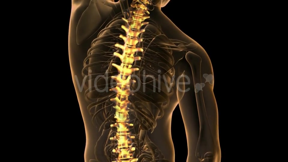 Backache In Back Bones - Download Videohive 18481675