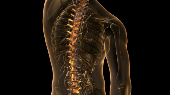 Backache In Back Bones - Download Videohive 18481675