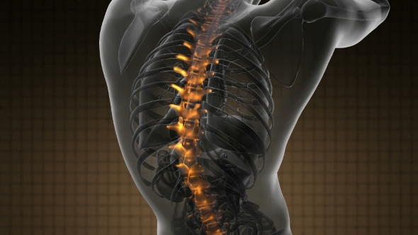 Backache In Back Bones - Download Videohive 18556685