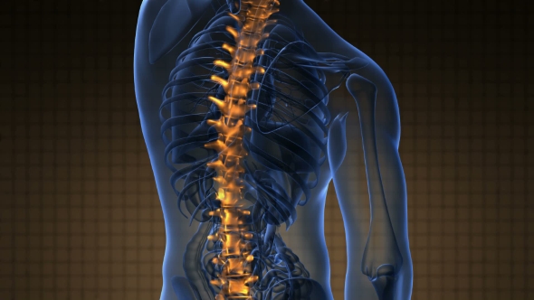 Backache in Back Bones - Download Videohive 19290041