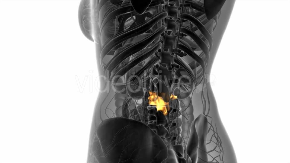 Backache in Back Bones - Download Videohive 20568916