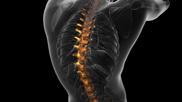 Backache in Back Bones - Download Videohive 20734237