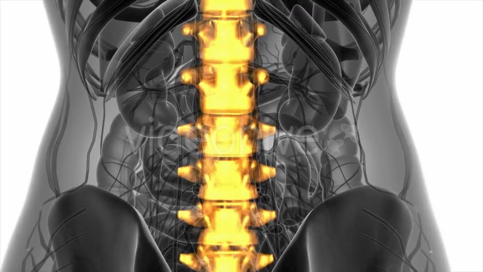 Backache in Back Bones - Download Videohive 20778095