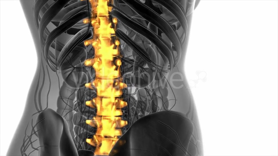 Backache in Back Bones - Download Videohive 20778095