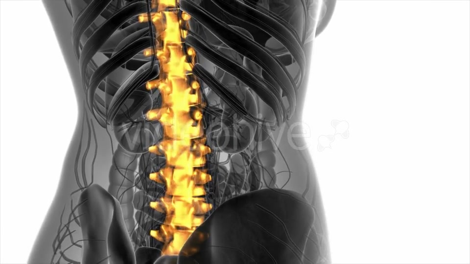 Backache in Back Bones - Download Videohive 20778095