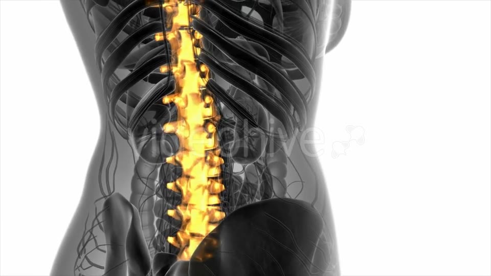 Backache in Back Bones - Download Videohive 20778095