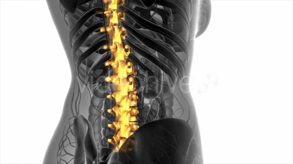 Backache in Back Bones - Download Videohive 20778095