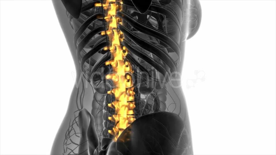 Backache in Back Bones - Download Videohive 20778095