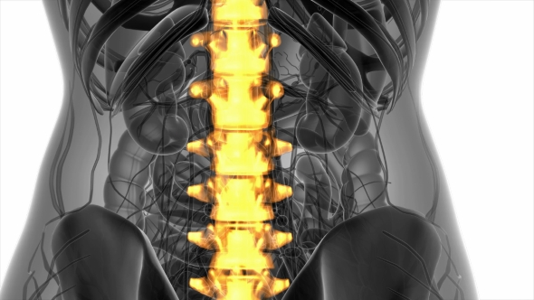 Backache in Back Bones - Download Videohive 20778095