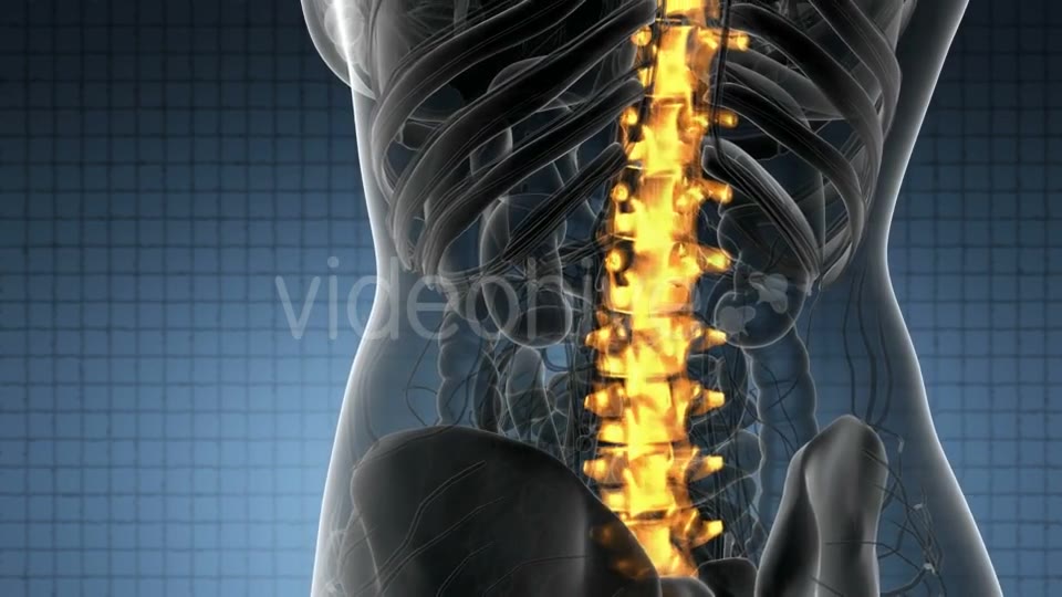 Backache in Back Bones - Download Videohive 20824333