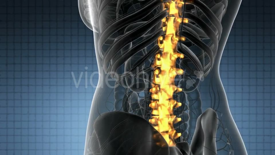 Backache in Back Bones - Download Videohive 20824333