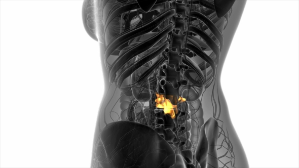 Backache in Back Bones - Download Videohive 20824335