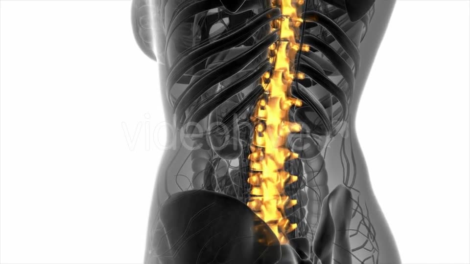 Backache in Back Bones - Download Videohive 20945429