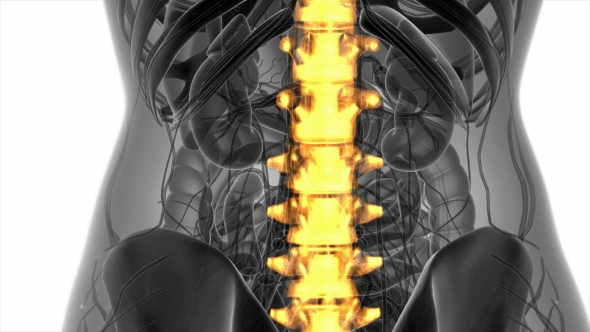 Backache in Back Bones - Download Videohive 20945429