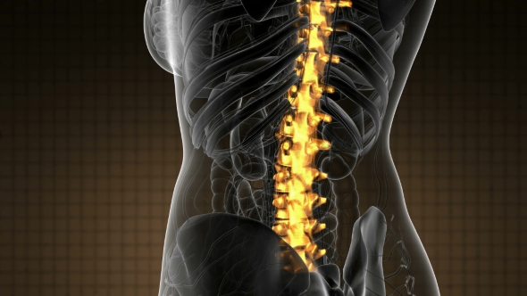 Backache in Back Bones - Download Videohive 21020704