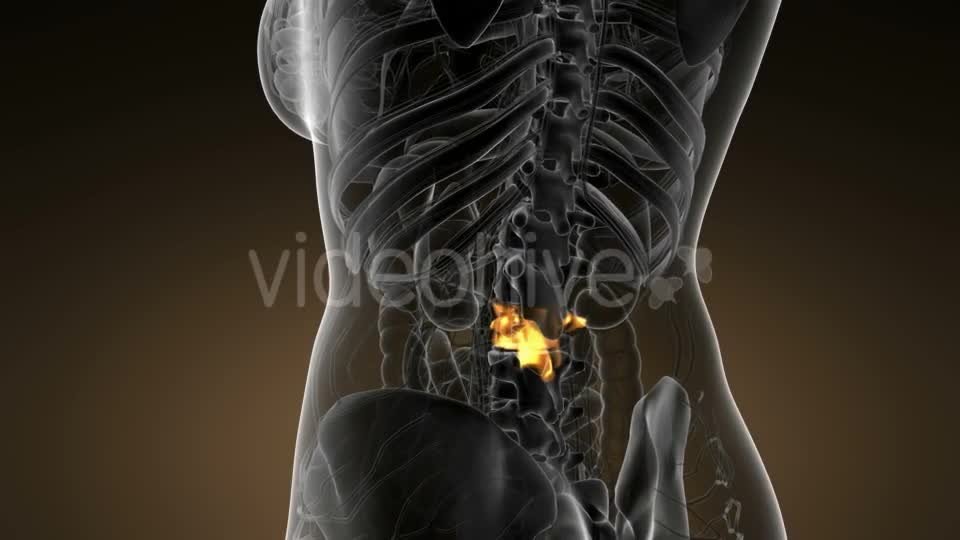 Backache in Back Bones - Download Videohive 21142759