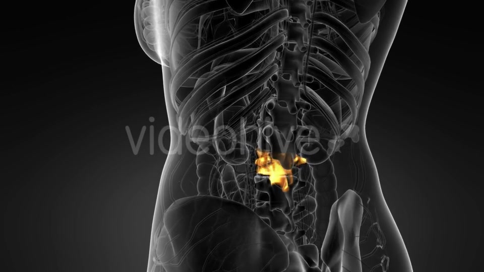 Backache in Back Bones - Download Videohive 21142767