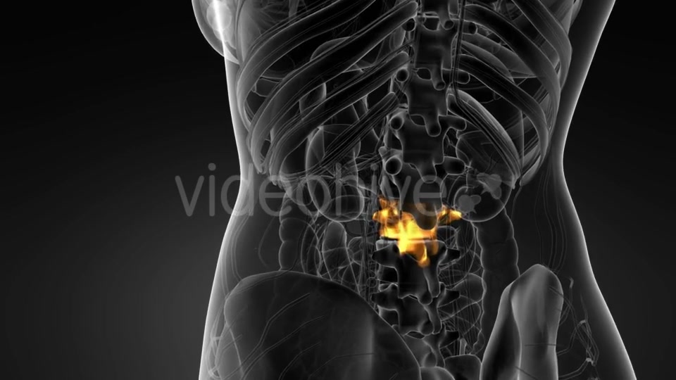 Backache in Back Bones - Download Videohive 21142767