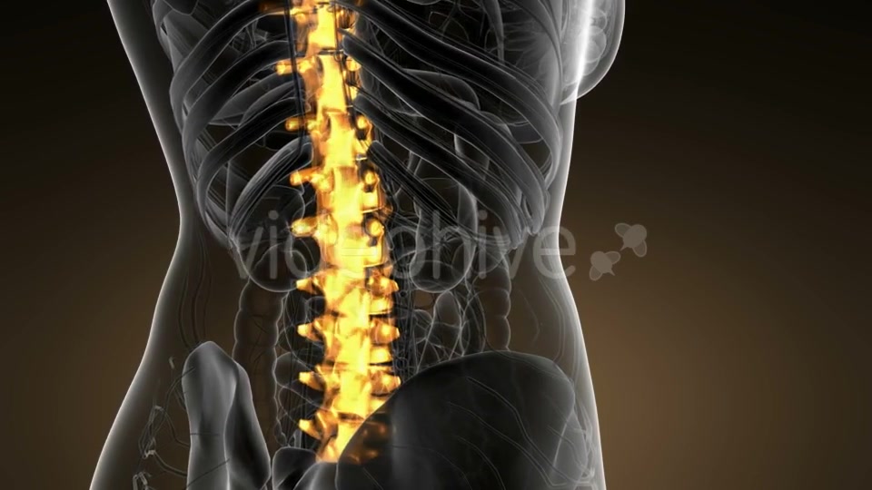 Backache in Back Bones - Download Videohive 21166511