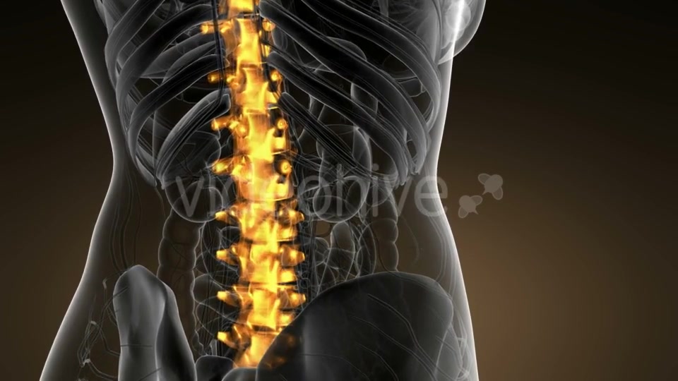 Backache in Back Bones - Download Videohive 21166511