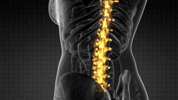 Backache in Back Bones - Download Videohive 21204758