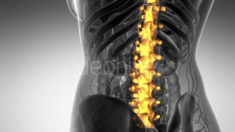 Backache in Back Bones - Download Videohive 21264128