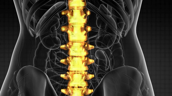 Backache in Back Bones - Download Videohive 21264300