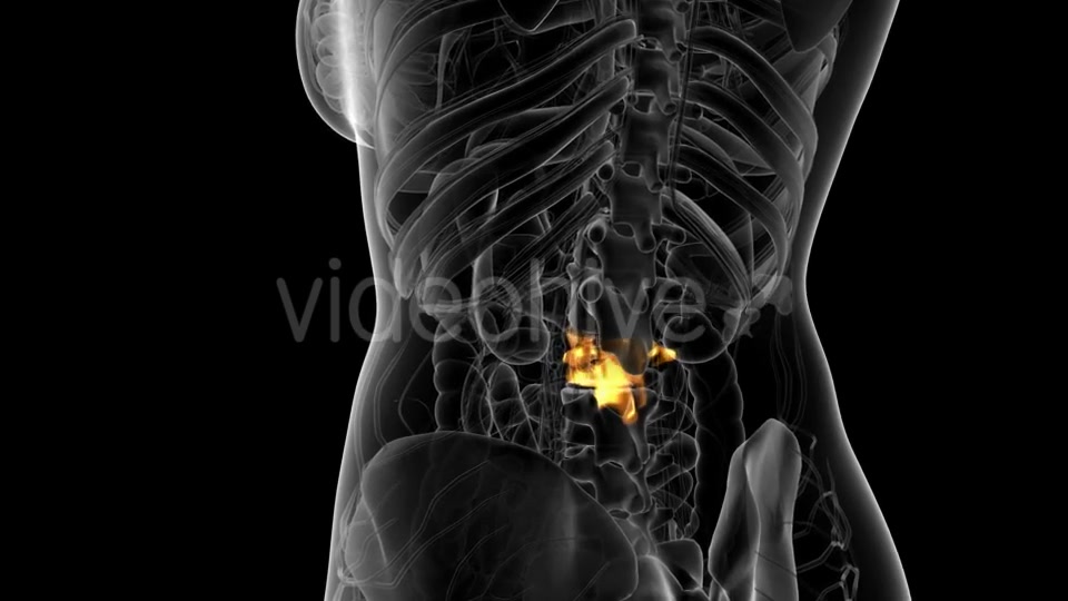 Backache in Back Bones - Download Videohive 21314006