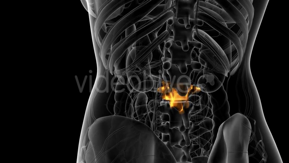 Backache in Back Bones - Download Videohive 21314006