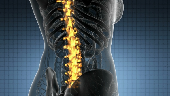 Backache in Back Bones - Download Videohive 21389078