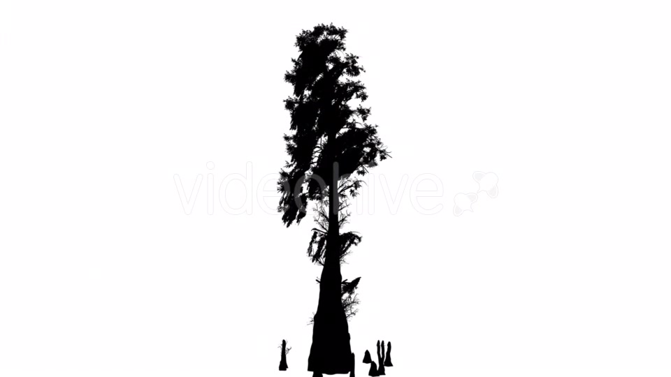 Bald Cypress Deciduous Tree Taxodium Distichum - Download Videohive 15194463