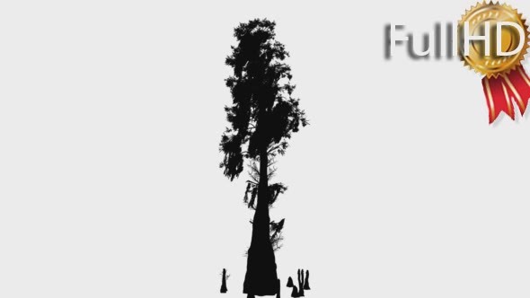 Bald Cypress Deciduous Tree Taxodium Distichum - Download Videohive 15194463