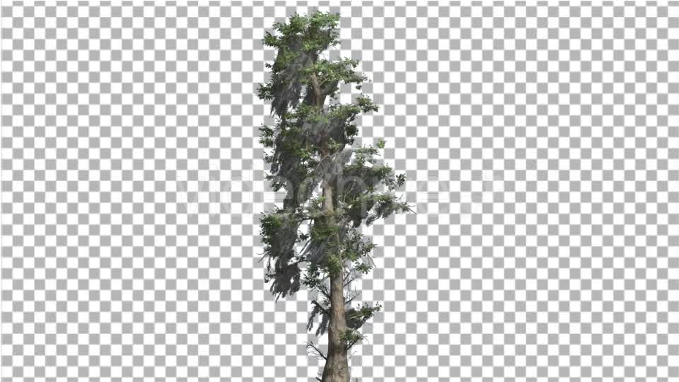 Bald Cypress Tall Tree is Swaying at The Wind - Download Videohive 14759898