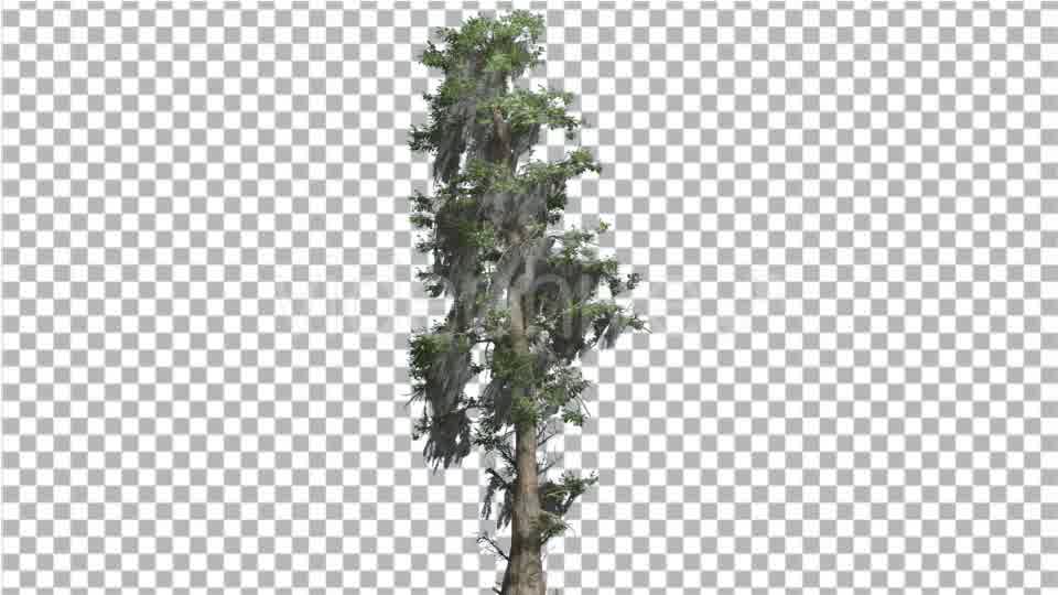 Bald Cypress Tall Tree is Swaying at The Wind - Download Videohive 14759898