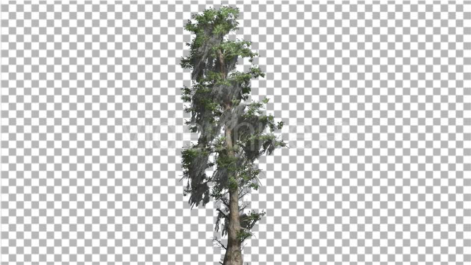 Bald Cypress Tall Tree is Swaying at The Wind - Download Videohive 14759898