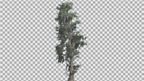 Bald Cypress Tall Tree is Swaying at The Wind - Download Videohive 14759898