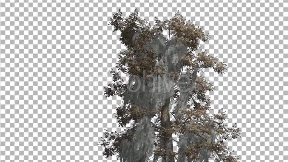 Bald Cypress Tree is Swaying at The Wind Yellow - Download Videohive 14713942