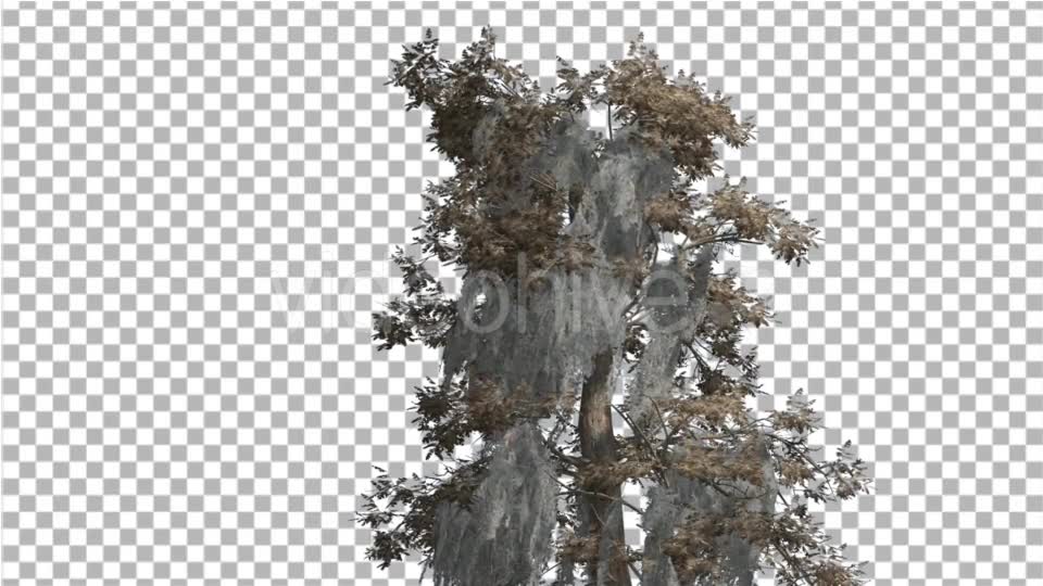 Bald Cypress Tree is Swaying at The Wind Yellow - Download Videohive 14713942