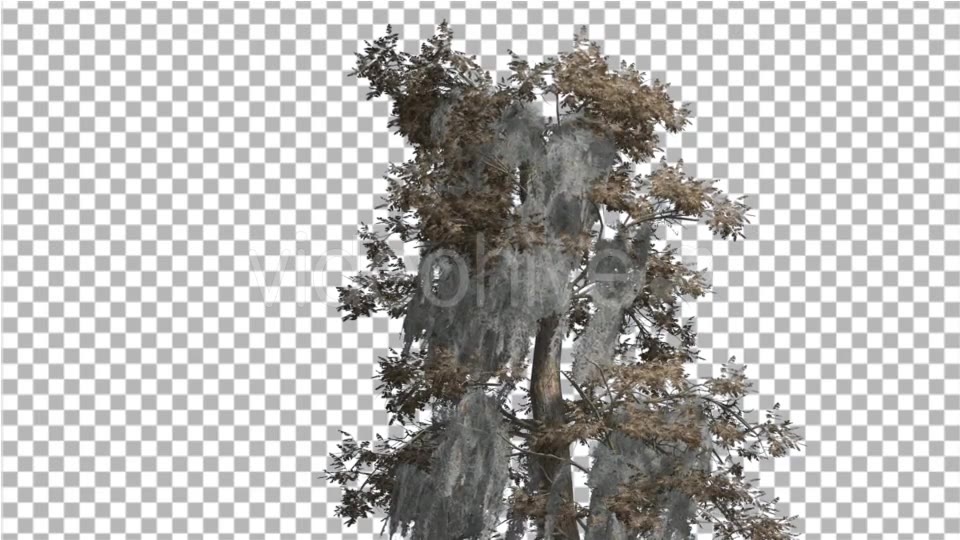 Bald Cypress Tree is Swaying at The Wind Yellow - Download Videohive 14713942