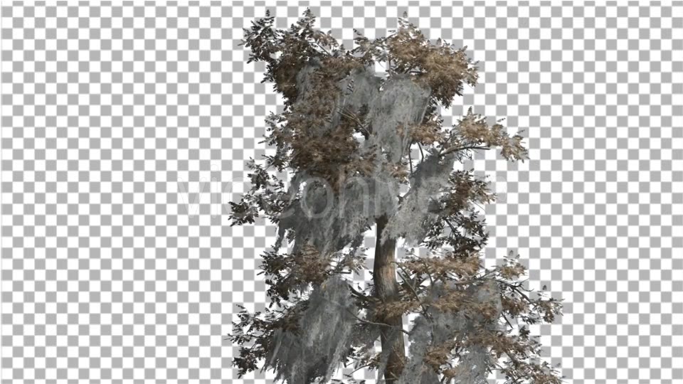 Bald Cypress Tree is Swaying at The Wind Yellow - Download Videohive 14713942