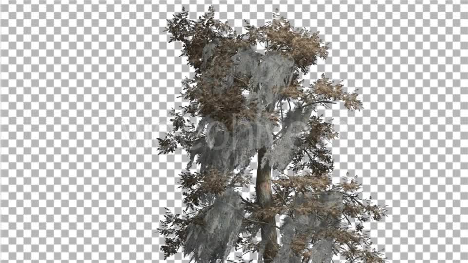 Bald Cypress Tree is Swaying at The Wind Yellow - Download Videohive 14713942