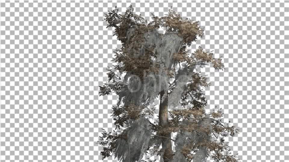 Bald Cypress Tree is Swaying at The Wind Yellow - Download Videohive 14713942