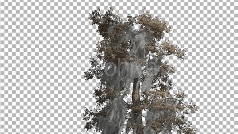 Bald Cypress Tree is Swaying at The Wind Yellow - Download Videohive 14713942