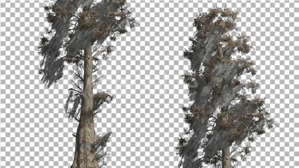 Bald Cypress Two Trees are Swaying at The Wind - Download Videohive 14782900