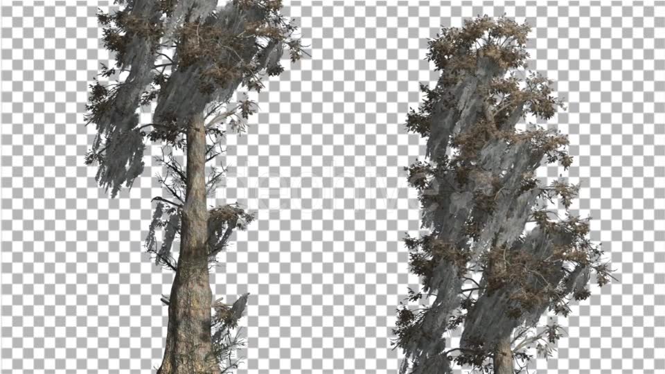 Bald Cypress Two Trees are Swaying at The Wind - Download Videohive 14782900