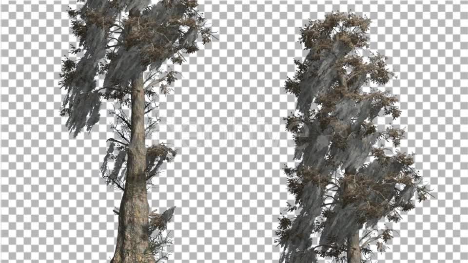 Bald Cypress Two Trees are Swaying at The Wind - Download Videohive 14782900