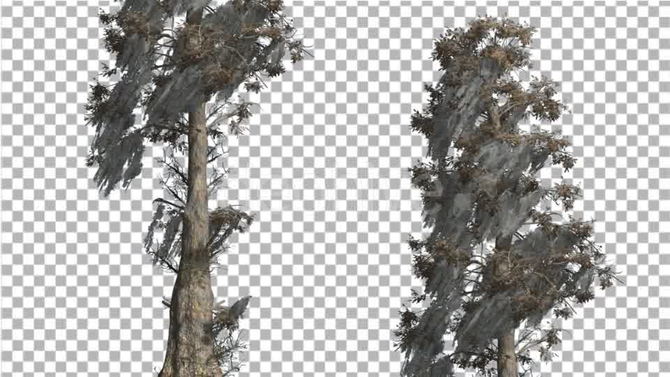 Bald Cypress Two Trees are Swaying at The Wind - Download Videohive 14782900